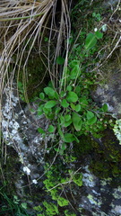 Myosotis lytteltonensis