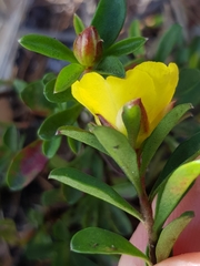 Hibbertia diffusa