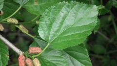 Morus nigra