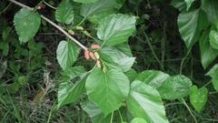 Morus nigra