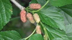 Morus nigra