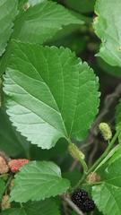 Morus nigra
