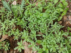 Parietaria pensylvanica