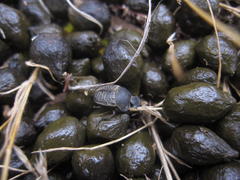 Epirinus flagellatus