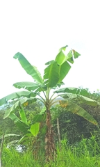 Musa