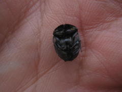 Epirinus flagellatus