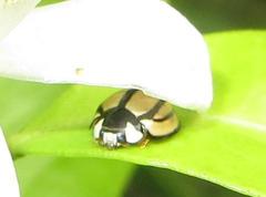 Cheilomenes propinqua