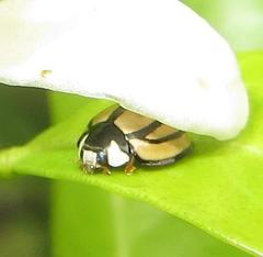 Cheilomenes propinqua