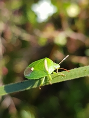 Ocirrhoe unimaculata