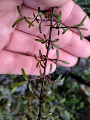Coprosma cuneata