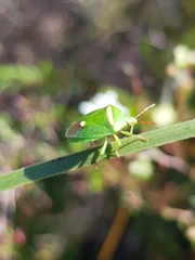 Ocirrhoe unimaculata