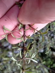 Coprosma cuneata