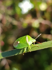 Ocirrhoe unimaculata