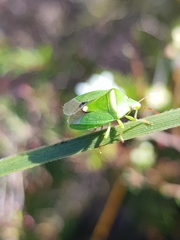 Ocirrhoe unimaculata