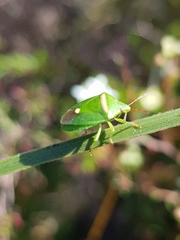 Ocirrhoe unimaculata