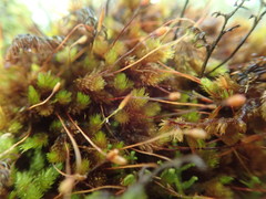 Macromitrium longipes