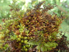 Macromitrium longipes