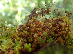 Macromitrium longipes