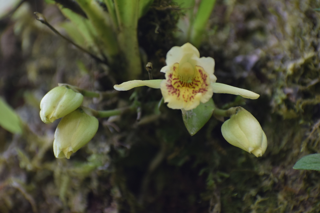 Ixyophora luerorum