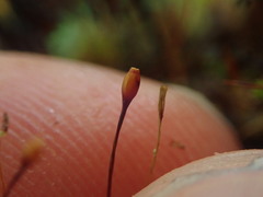 Macromitrium longipes