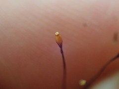 Macromitrium longipes