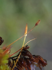 Macromitrium longipes