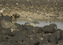 Butorides striata macrorhyncha