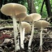 Eastern North American Destroying Angel - Photo (c) Kathie Hodge, some rights reserved (CC BY-NC-SA)
