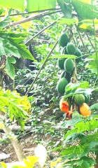 Carica papaya