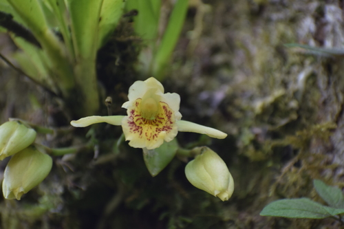 Ixyophora