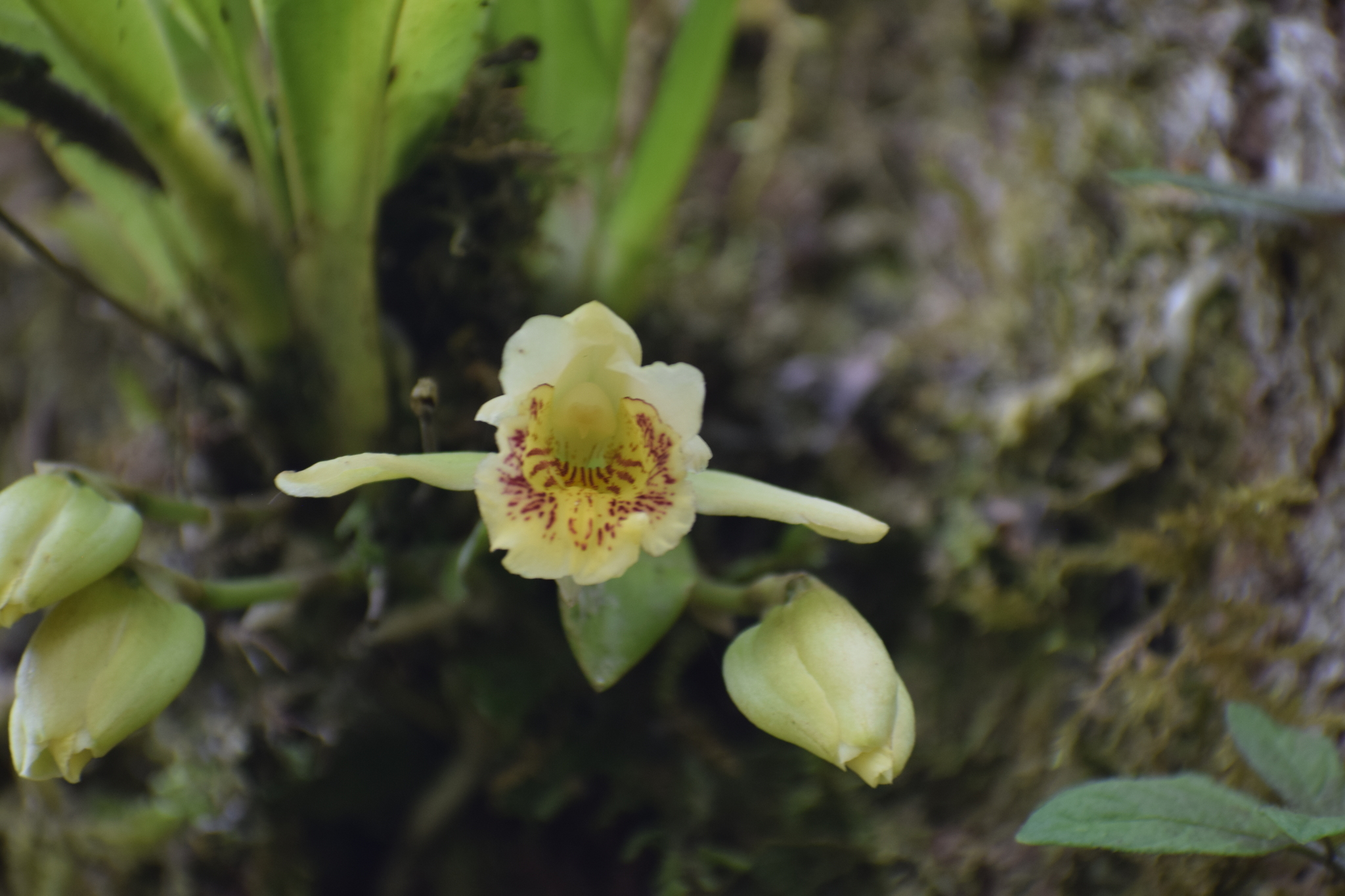 Ixyophora