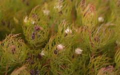 Serruria inconspicua