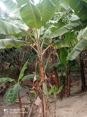 Musa