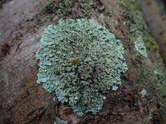 Hypotrachyna spumosa