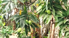 Mangifera indica