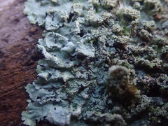 Hypotrachyna spumosa