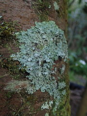 Hypotrachyna spumosa