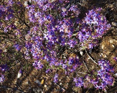Calytrix leschenaultii