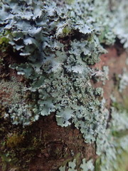 Hypotrachyna spumosa