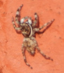 Salticinae