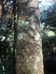 Hypotrachyna spumosa