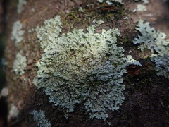 Hypotrachyna spumosa