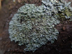 Hypotrachyna spumosa