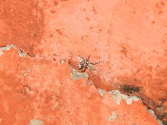 Salticinae