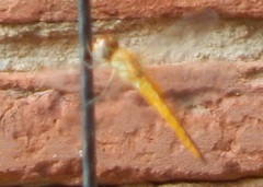 Pantala flavescens