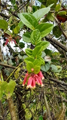 Macleania cordifolia