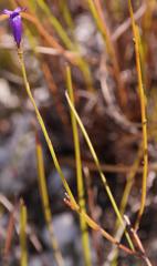 Siphocodon spartioides