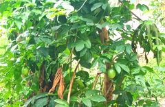Magnoliopsida