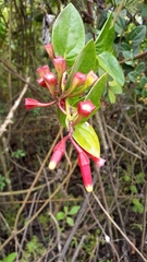 Macleania cordifolia