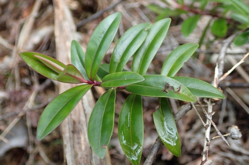 Veronica bishopiana (Veronica bishopiana)